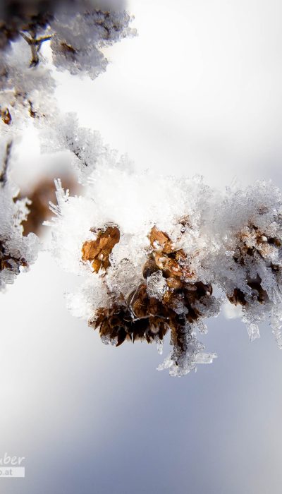 Ein kleiner brauner Ast, auf dem Schnee und Eiszapfgen sind.